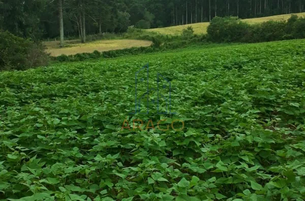 Terreno para venda, 2 quarto(s),  Estrada Nova, Monte Castelo