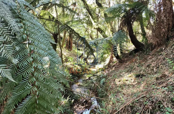 Chácara para venda,  Alpino, São Bento Do Sul