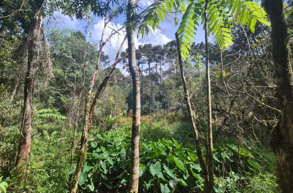 Terreno documentado 14629m²  em Piên 