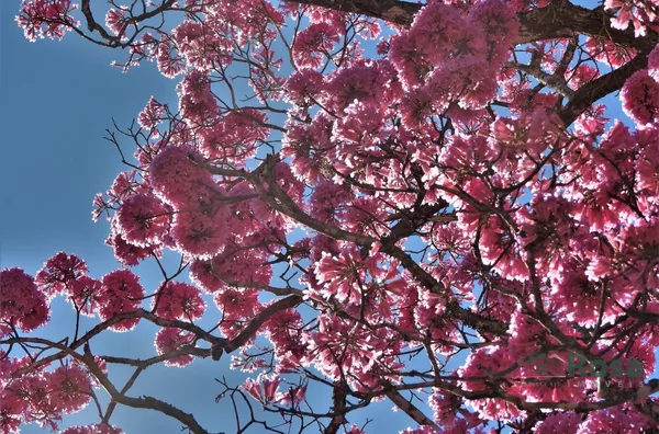 Oportunidade Única: 30 Hectares na MT-251 (Estrada de Chapada) com 600m de Beira do Rio Coxipó! - Foto 1