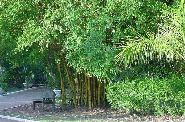 Terreno para venda ZONA RURAL SANTO ANTÔNIO DO LEVERGER - Foto 53