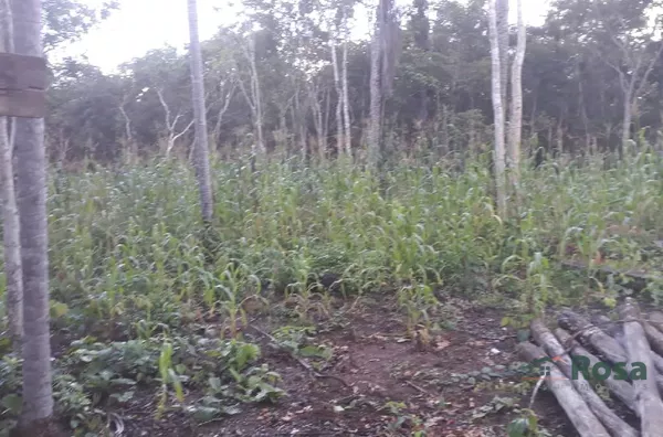 CHÁCARA / SITIO para venda ZONA RURAL POCONÉ - Foto 2