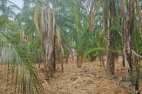 Excelente Terreno para venda no Bairro Santa Cruz em Cuiabá - Foto 3