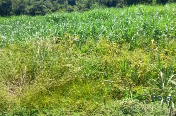 Fazenda Beira Rio Manso em Chapada - Foto 4