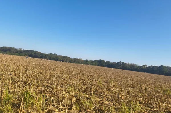 Fazenda para venda, Rosário Oeste, MT - 630 Hectares