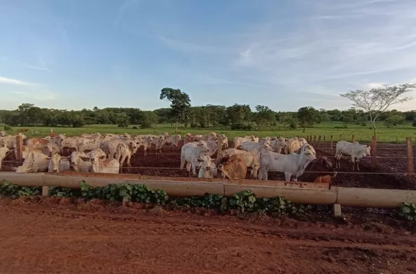 Fazenda para venda, Rosário Oeste, MT - 630 Hectares