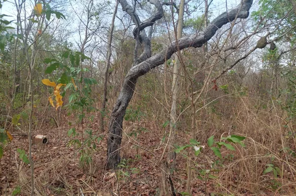 Terreno para venda, Distrito da Guia, Cuiabá