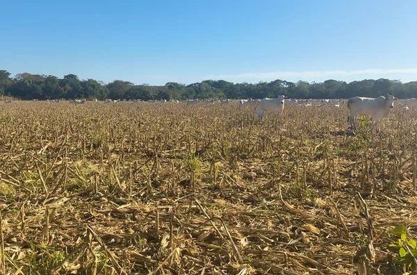 Fazenda para venda, Rosário Oeste, MT - 630 Hectares