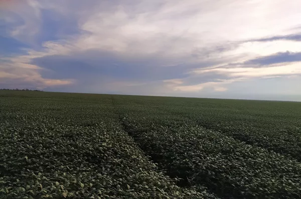 Fazenda em Água Boa