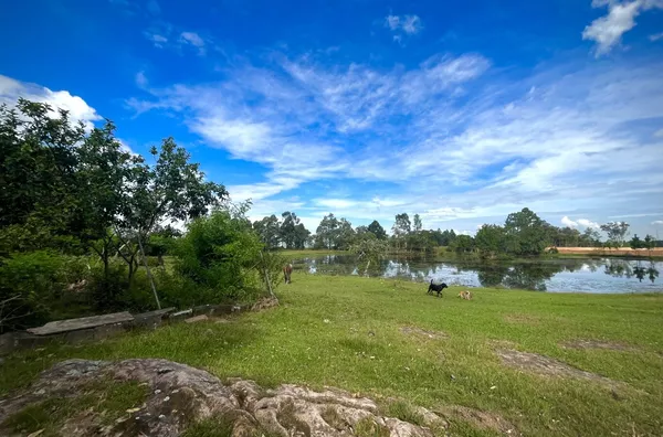 Sítios/chácaras,  Casqueiro, SAP, com possível acesso Free-way