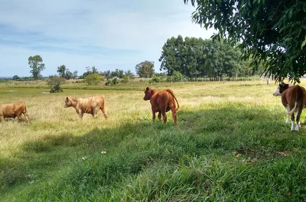 Sítios/chácaras para venda,  - Selecione - Bairro, Santo Antônio Da Patrulha