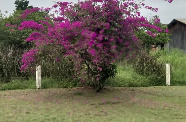 Casa para venda no Bairro Vila Palmeira em Santo Antônio da Patrulha