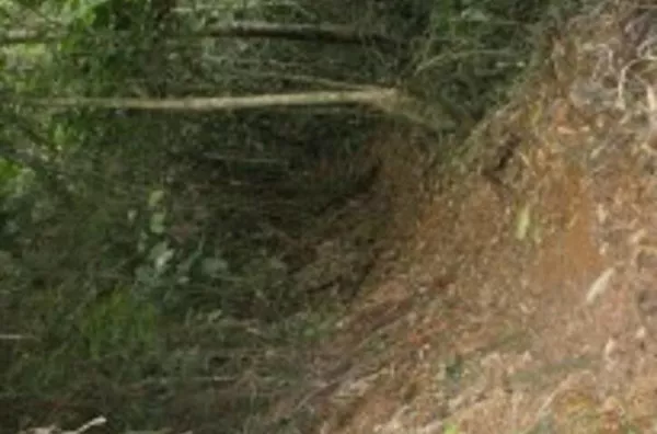 Sitio com 19 Alqueires São Francisco Xavier