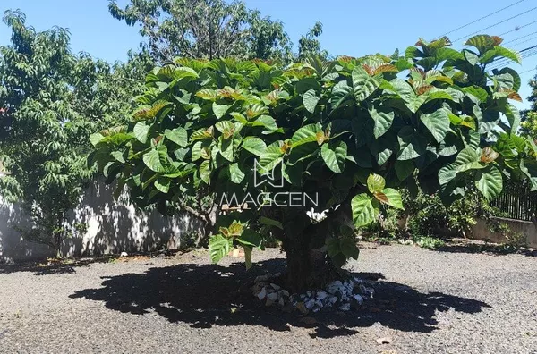 2 CASAS NO BAIRRO PINHEIROS- 761 M² DE LOTE!!