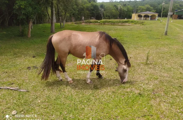 cavalo