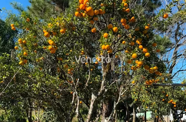 Fazenda para venda, 1 quarto(s),  , Fagundes Varela