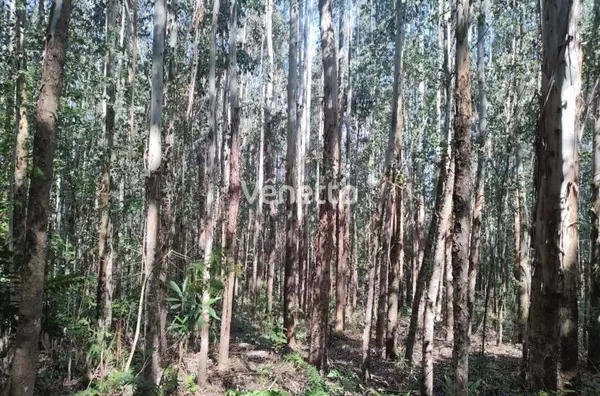 Área de terras à venda, Santo Antônio da Segunda, Veranópolis/RS
