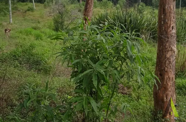 Terrenos a venda em São Roque!
