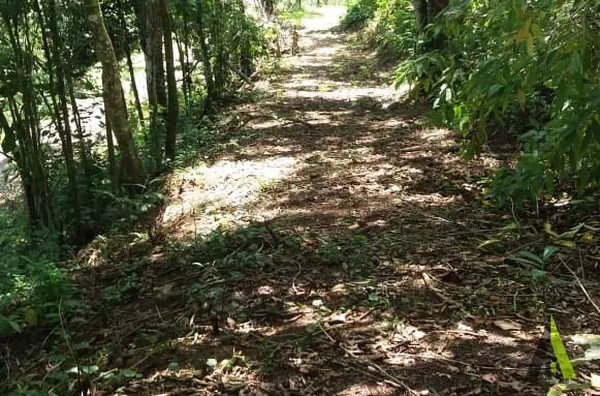 Sítio Rodeado de Muito Verde em Miracatu!