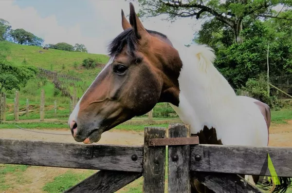 Haras Fazenda Exclusiva com Estrutura Completa em São Roque!