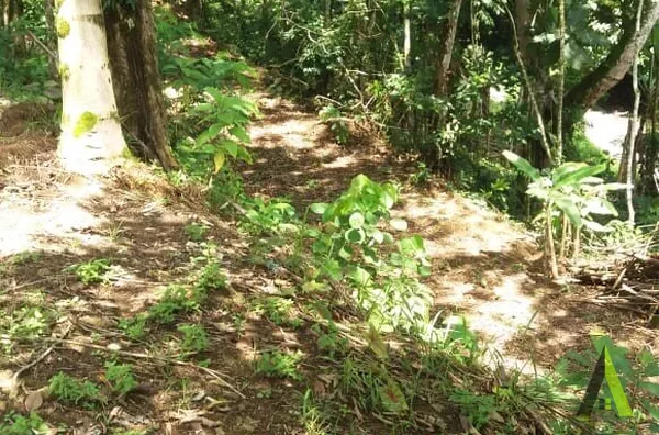 Sítio Rodeado de Muito Verde em Miracatu!