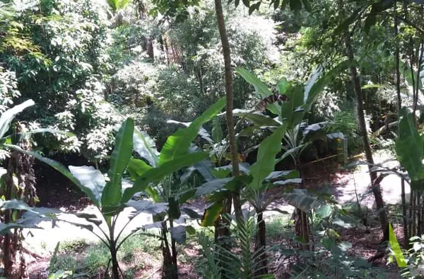 Sítio Rodeado de Muito Verde em Miracatu!