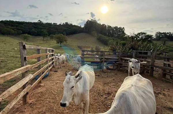 Sítio para venda, 3 quarto(s),  Boa Vista, Caconde - Foto 4