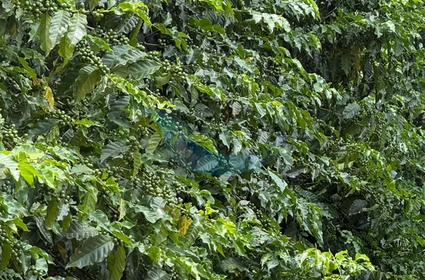 FAZENDA PARA VENDA EM GUAPÉ