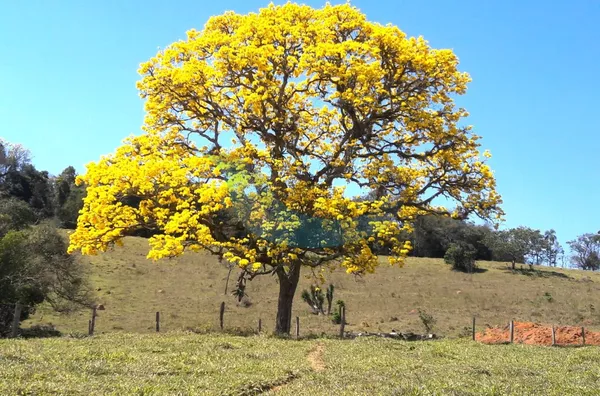Sítio para venda, 4 quarto(s),  Bairro Bom Jesus, Caconde - Foto 6