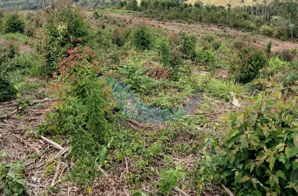 SÍTIO À VENDA EM MUZAMBINHO, COM CAFÉ E EUCALIPTO