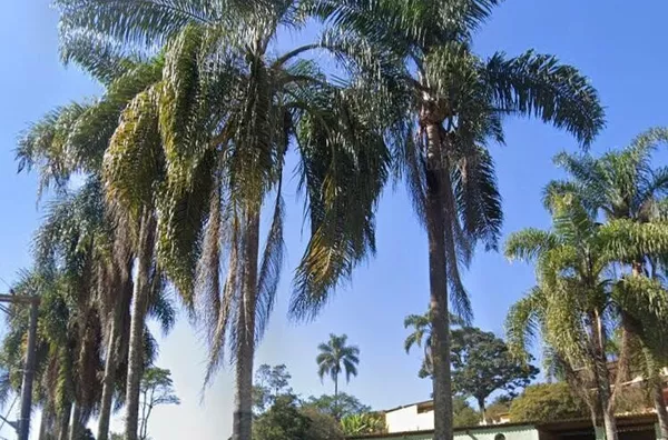 Chácara para venda, 2 quarto(s),  Chácara Boa Vista Palmeiras, Suzano - Foto 1