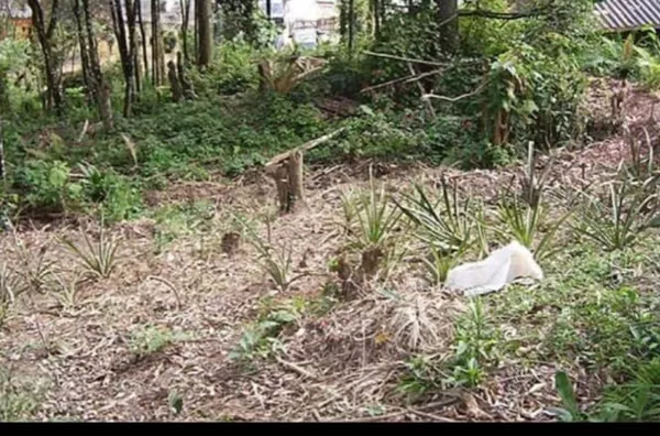 Terreno para venda,  Recreio Da Borda Do Campo, Santo Andre - Foto 1