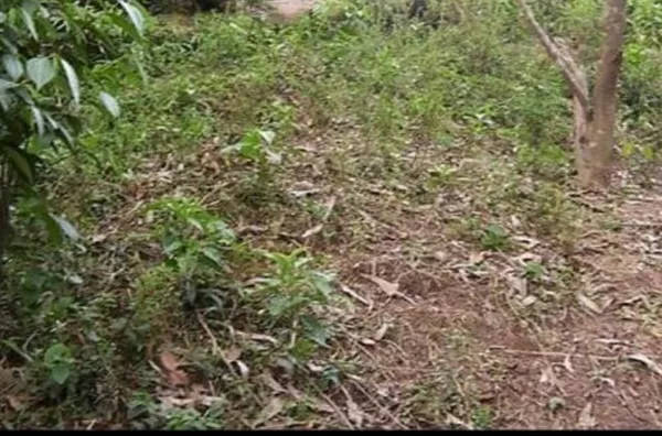 Terreno para venda,  Recreio Da Borda Do Campo, Santo Andre - Foto 2