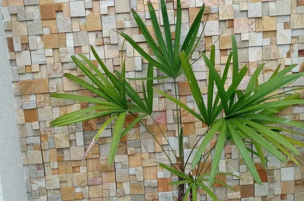 APARTAMENTO COBERTURA para venda VILA TIBIRIÇÁ SANTO ANDRE - Foto 1