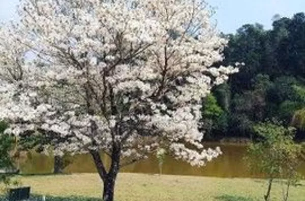 Terreno Rural à venda, Chácara Lagoa Branca, Campo Limpo Paulista - TE0038.