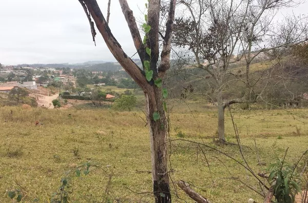 Terreno para venda,  Nova Trieste, Jarinu