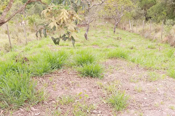 Terreno á venda Ypê- JARINU/SP