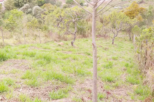 Terreno á venda Ypê- JARINU/SP