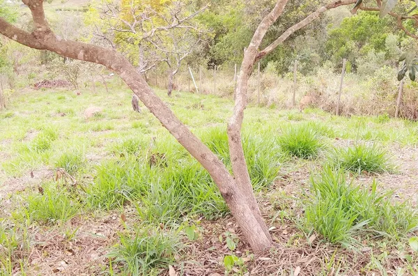 Terreno á venda Ypê- JARINU/SP