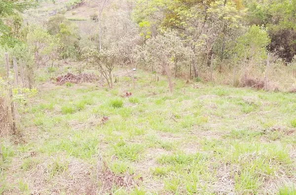 Terreno á venda Ypê- JARINU/SP