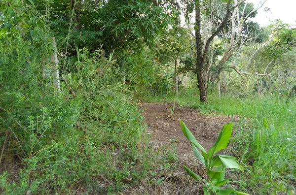 Terreno á venda Ypê- JARINU/SP