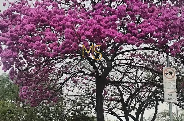 Casa para venda,  com 2 dorms,  quintal coberto e 2 vagas, no Jd Central , bem pertinho do  Centro de Cotia - Foto 2