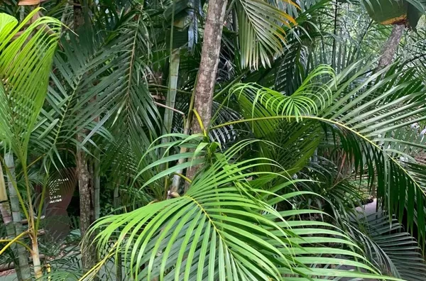 Lote para venda, Lago Sul, Brasilia - Foto 7