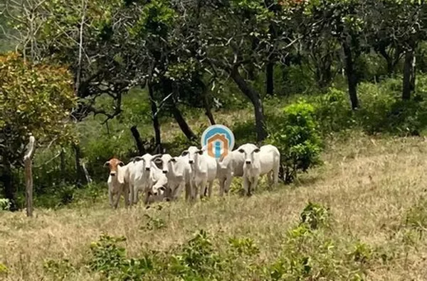 Refúgio em Serraria - 7.000 m² com casa e fruteiras, excelente estrutura