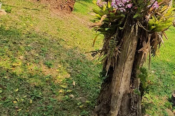 Chácara para venda,  - Selecione - Bairro, São Paulo - Foto 3