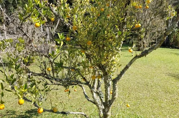 Chácara para venda,  - Selecione - Bairro, São Paulo - Foto 4