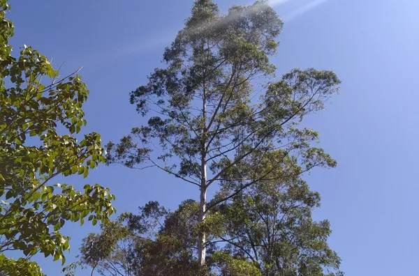 Chácara para venda,  , Vargem - Foto 4