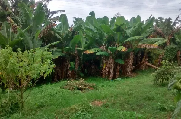 Chácara -  - Jardim Shangrila (zona Sul) - Sao Paulo - SP - Foto 2