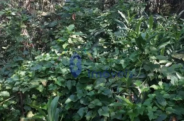 Terreno -  - JARDIM IPORA - SAO PAULO - SP - Foto 4
