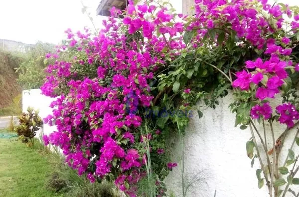 Casa -  - CIPO - EMBU GUACU - SP - Foto 6